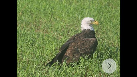 FRIDAY FUNNY - BALD EAGLE THOUGHT TO BE INJURED WAS ACTUALLY TOO FAT TO FLY AFTER EATING ROADKILL