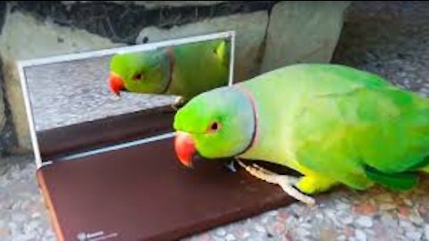 parrot funny compilation [videos] -- smart parrot training - parrot talking