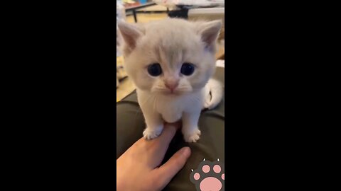 cute cats 😻|enjoy your time with these little cats 😀😻