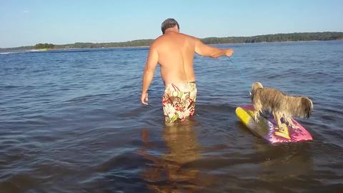 Funny Dog Loves Boogie Boarding