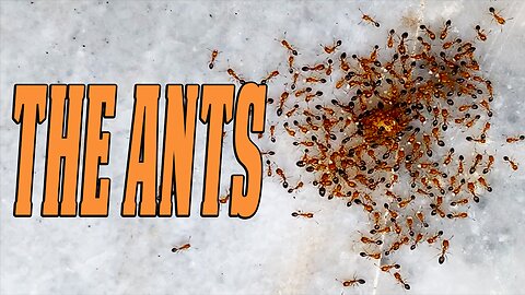 The Ants