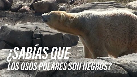 Los osos polares tienen la piel negra