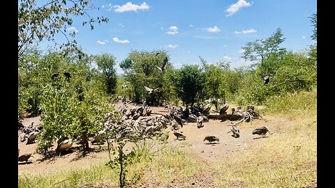 Feeding of Vultures in the wild // Amazing experience