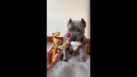 Comprei_um_Brinquedo_Novo_para_Minha_American_Bully