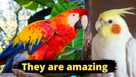 Funny Parrots - Funny Cockatiels