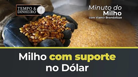 Milho com suporte no Dólar