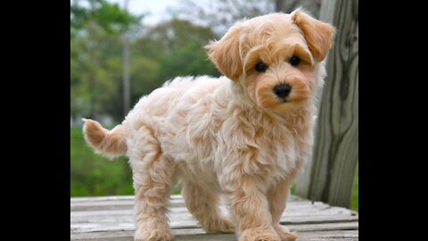 Maltipoo Stealing Some Food