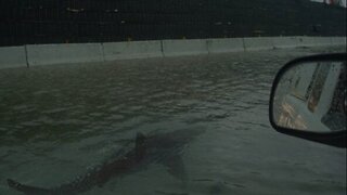 There are sharks on Florida's Highways