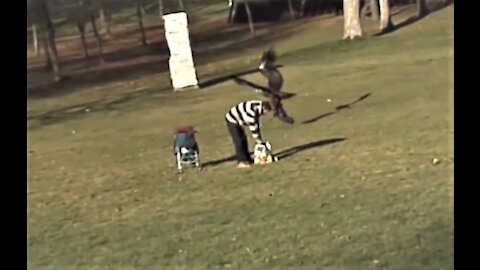 A golden eagle attempts to snatch a baby Infront of his dad