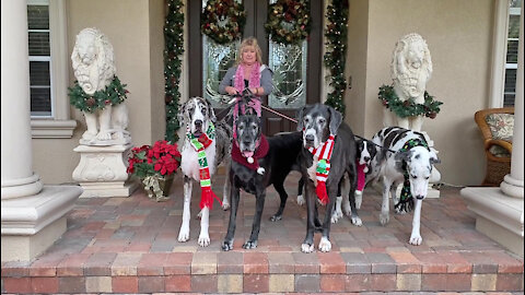 Five Festive Great Danes Enjoy A Florida Pack Walk