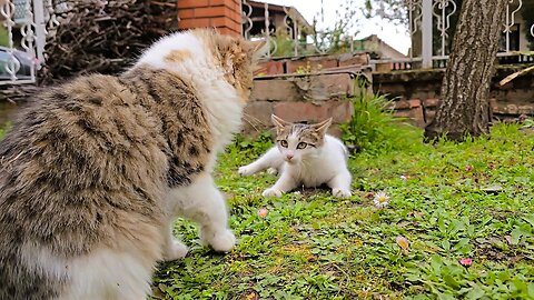 Playful Cat Fight