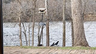 BIRDIES AT THE FEEDER (NORTHERN FLICKER)