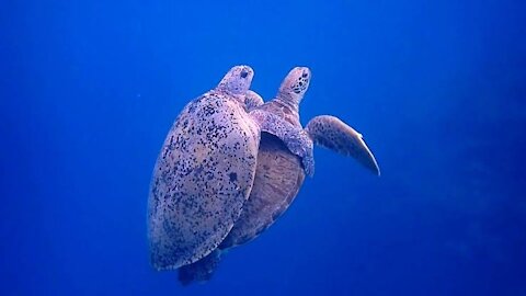 Sea Turtles Mating || wow moment😲😲