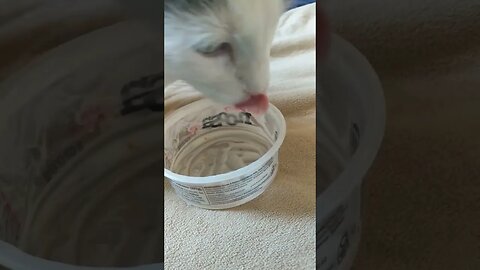 The baby discovered how yummy this Noosa yoghurt is. It's cat approved!! #cat #yummy #shortvideo