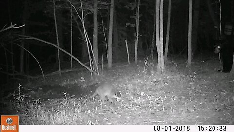 Bear on trail cam going after coon