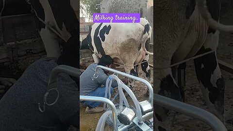 Dairy Farm Mechanisation | Dairy Farm Milking | Milking machine | Milking machine training #cow #df