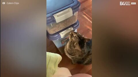 Gato descobre como abrir a caixa da comida!