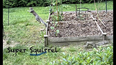 That Darn Acrobatic Squirrel!