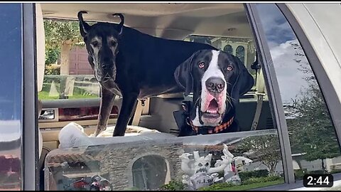 Great Danes go on a Halloween decora