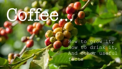 Coffee: How to grow it, how to drink it, and other useful facts!