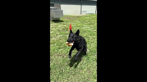 K-9s Catch Hot Dogs For Independence Day