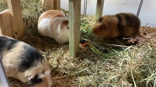 Guinea pigs Fergus and Tibby share a Kiss