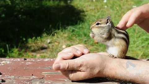 Cute Chipmunk eats from guys hand || Viral Video UK