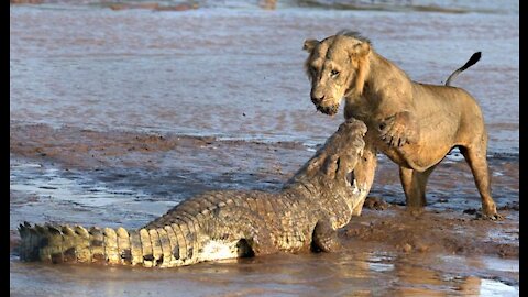 Lion vs crocodile Great Battle - Most Amazing Moments in wild animals fight.