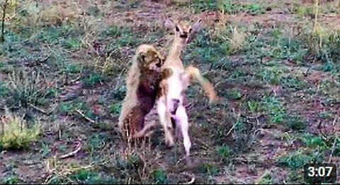 Intense Battle Between Newborn Cheetah and Newborn Buck