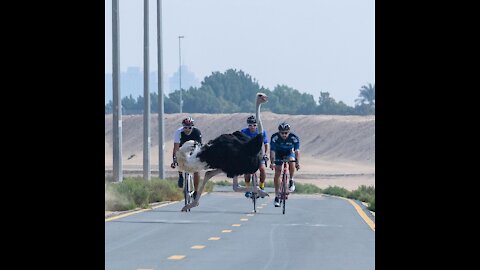 Race Between an Ostrich and Prince Fazza. Who won the race? Watch the video.