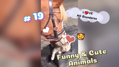 Funny Animals Video 🤣😘😍Most Entertaining Animals You Won’t Believe! #19