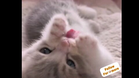 beautiful little cute kitten 😻🐱 Amazing video