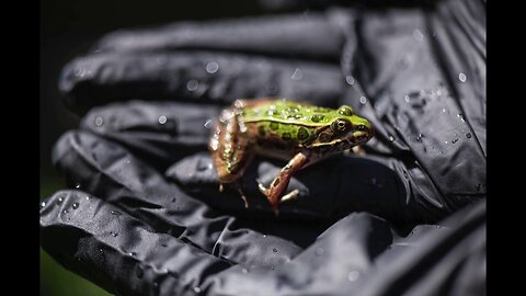 Nearly 400 Endangered Leopard Frogs Released Into The Wild In Washington