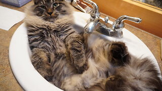 SONG: “The Sink Only Has Room For 1 Cat”