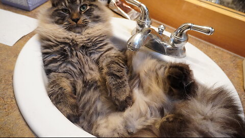 SONG: “The Sink Only Has Room For 1 Cat”