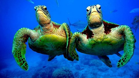 Les Tortues Vertes_ Cheminée Boucan