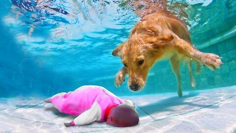 Funny Baby Video | Dog And Baby Take A Swim Very Funny Time