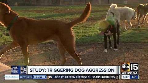 Valley shelter offering unique dog training