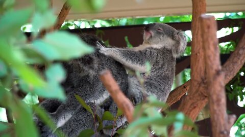 The sloth spends most of its time in the trees