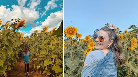 You Can Wander Through An Enchanting 7.5-Acre Sunflower Maze Near Toronto At Golden Hour