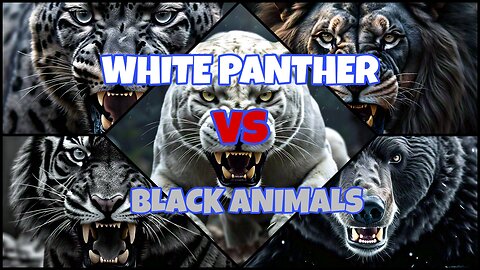 White Panther Vs Black Animals