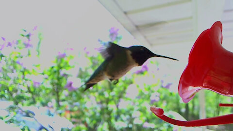 Close Up Webcam footage of Hummingbird feeding