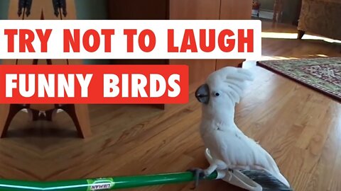 Funny Birds Videos Compilation | Budgie | Cockatoo | Viral Videos | Agog Seekers