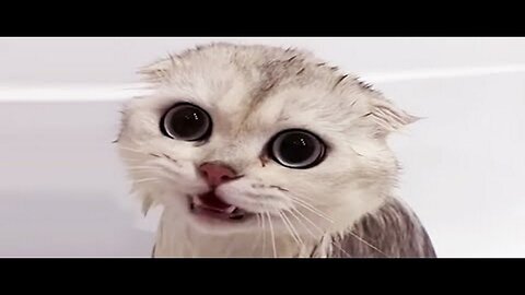 Splish Splash: Hilarious Cat Bath Time Antics!