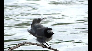 The Wagtail is cleaning its feathers