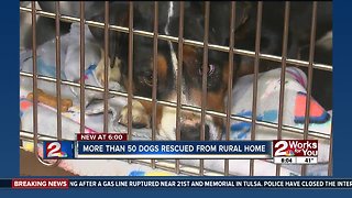 More than 50 dogs rescued from rural home