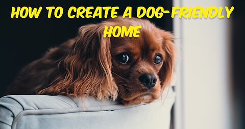 How to Create a Dog-Friendly Home