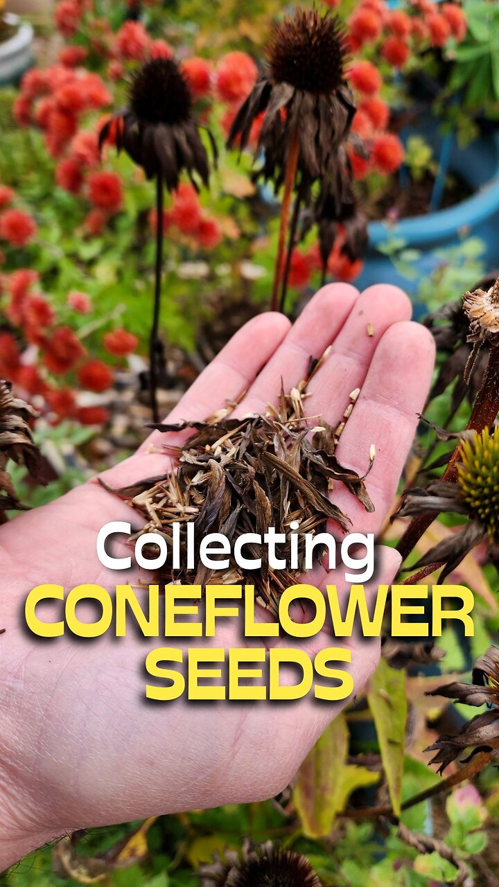 How to Quickly Harvest Coneflower Seeds 😃