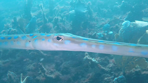 Trumpetfish in Rio