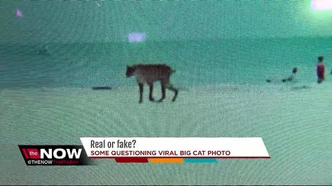 Photo of big cat on Florida beach has the internet questioning if it's real